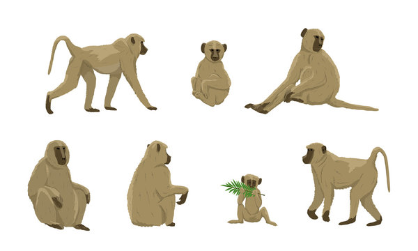 Set of females and males of yellow baboons of different ages. Papio cynocephalus. Animals of Africa. Realistic vectors are not animals.