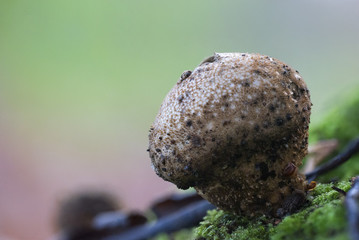 mushrooms on a natural background