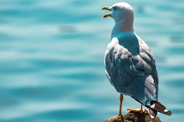 A Seagull sits on a rock with its beak open on a Sunny day against the sea.