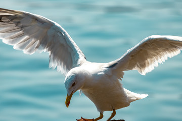 A Seagull sits on a rock with its wings spread on a Sunny day against the sea.