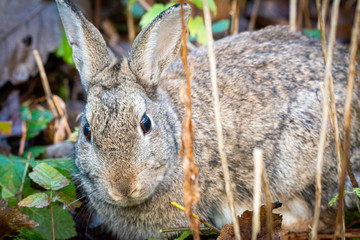 Wild rabbit in undergrowth