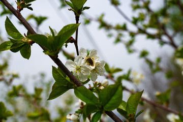 Fototapeta premium During the flowering of cherries in spring, beetles destroy flowers