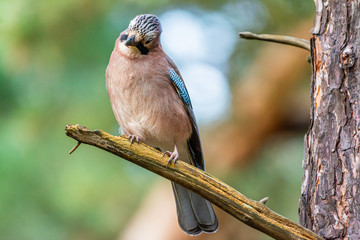 Jay on a branch tilting its head
