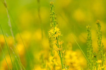 Natthecium ossifragum beenbreek