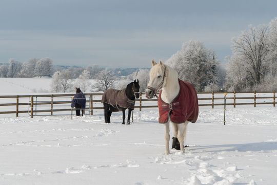 Drei Pferde mit Decke im Schnee 