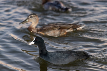 black and brown duck swim side by side on the lake
