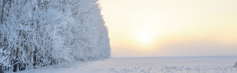 Frosty trees in the winter. Winter nature landscape