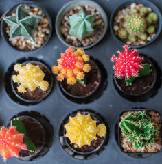 Blossoming cacti Pot colorful cacti