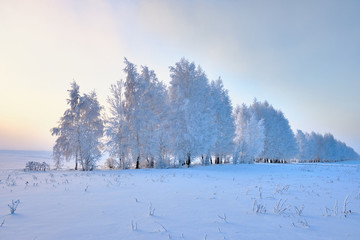 Frosty trees in the winter. Winter nature landscape