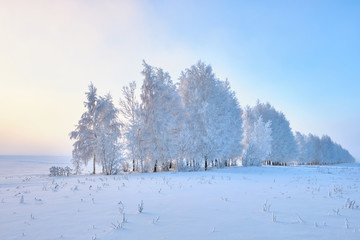 Frosty trees in the winter. Winter nature landscape