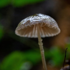 wild mushroom in a forest