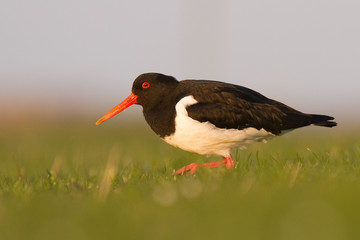 Ostrygojad zwyczajny (Haematopus ostralegus) 