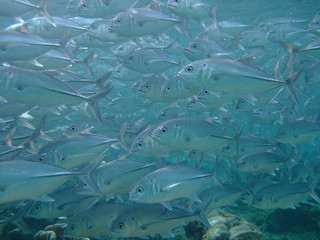 Club-nosed trevally (Carangoides chrysophrys), Borneo