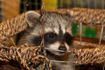 Raccoon looks out of the basket. face close-up