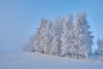 Obraz na płótnie Canvas Frosty trees in the winter. Winter nature landscape