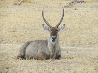 Common waterbuck (Kobus ellipsiprymnus) ruminating, Selous, Tanzania