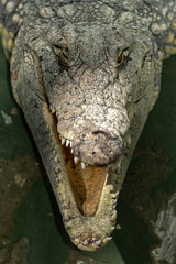 Siamese crocodile head.Close up.