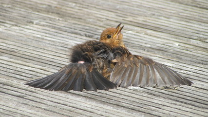 Female blackbird (Turdus merula) sunbathing in a garden in England, displaying preen gland