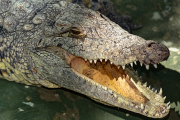 Obraz premium Siamese crocodile head.Close up.