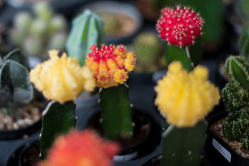 Blossoming cacti Pot colorful cacti
