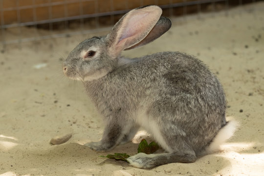 A grey domestic rabbit sits in a cage on the sand. nice face. Close up.