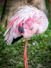 Flamingos on one leg