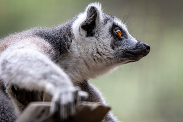Lemur looking, closeup picture