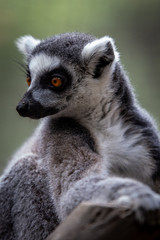 Lemur closeup