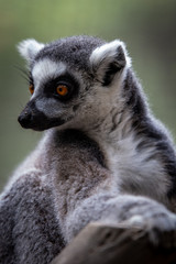 Fototapeta premium Lemur closeup