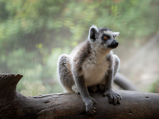 Lemur looking