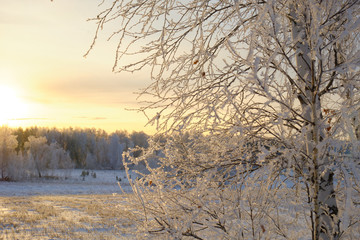Frosty trees in the winter. Winter nature landscape