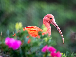 Scarlet Ibis closeup
