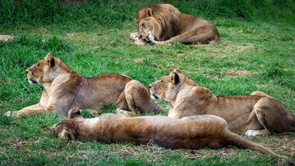 Lions relaxing