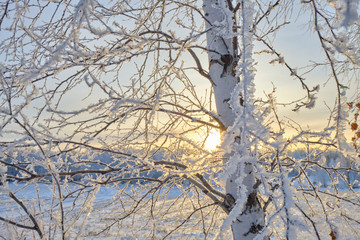 Fototapeta na wymiar Frosty trees in the winter. Winter nature landscape