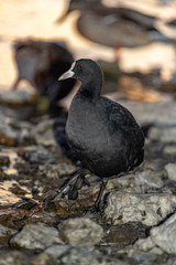 Coot duck stands on the rocky shore of the lake.