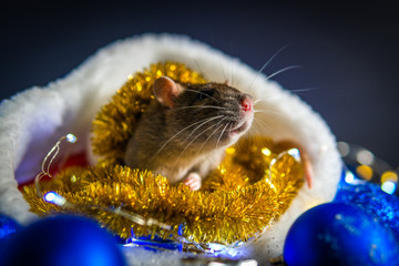 New Year concept. Cute rat in a New Year's decor. Symbol of the year 2020. Christmas decoration and santa hat, garland. place for text. Cute pets and little gifs