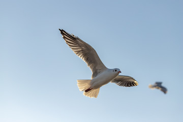 The flight of a Seagull against the blue sky. close up