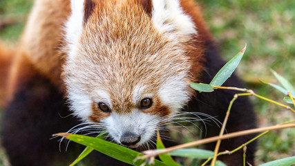 Red Panda closeup eating