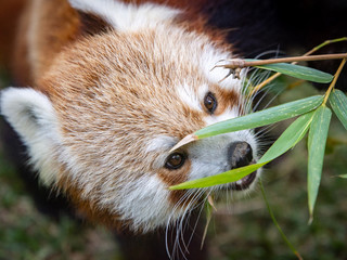 Red Panda eating