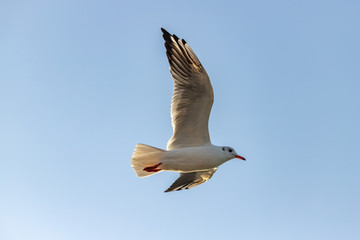 The flight of a Seagull against the blue sky. close up