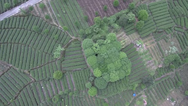 Closing The Tea Plantation In Sichuan