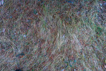 Dry autumn grass, hay, natural abstract texture background