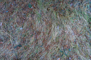 Dry autumn grass, hay, natural abstract texture background