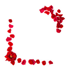 Frame of red roses and rose petals on a white isolated background. Copy space.