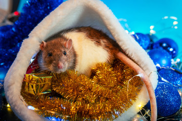 New Year concept. Cute rat in a New Year's decor. Symbol of the year 2020. Christmas decoration and santa hat, garland. place for text. Cute pets and little gifs