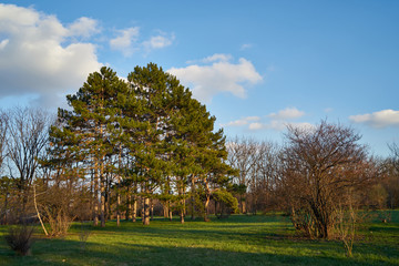 Fototapeta na wymiar Image of pine trees in the spring park.