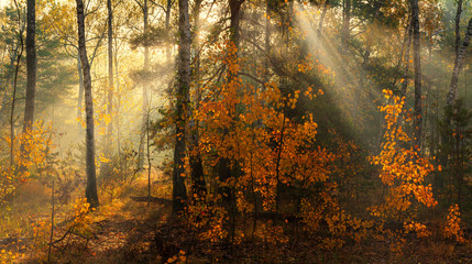 Forest. Autumn. A pleasant walk through the forest, dressed in an autumn outfit. The sun plays on the branches of trees and penetrates the entire forest with rays. Light fog makes the picture a little