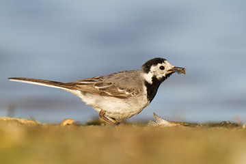 Pliszka siwa (Motacilla alba)