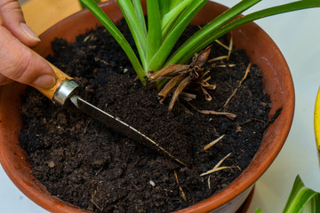 Care for home plants. Chlorophytum.