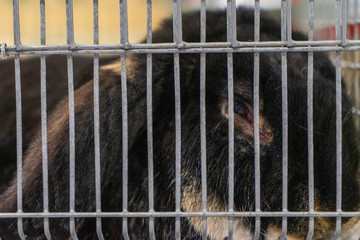Rabbit in the cage. Rabbit farm.